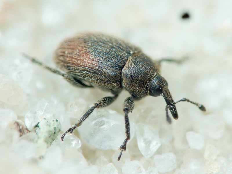 Rhinusa tetra (Fabricius, 1792)